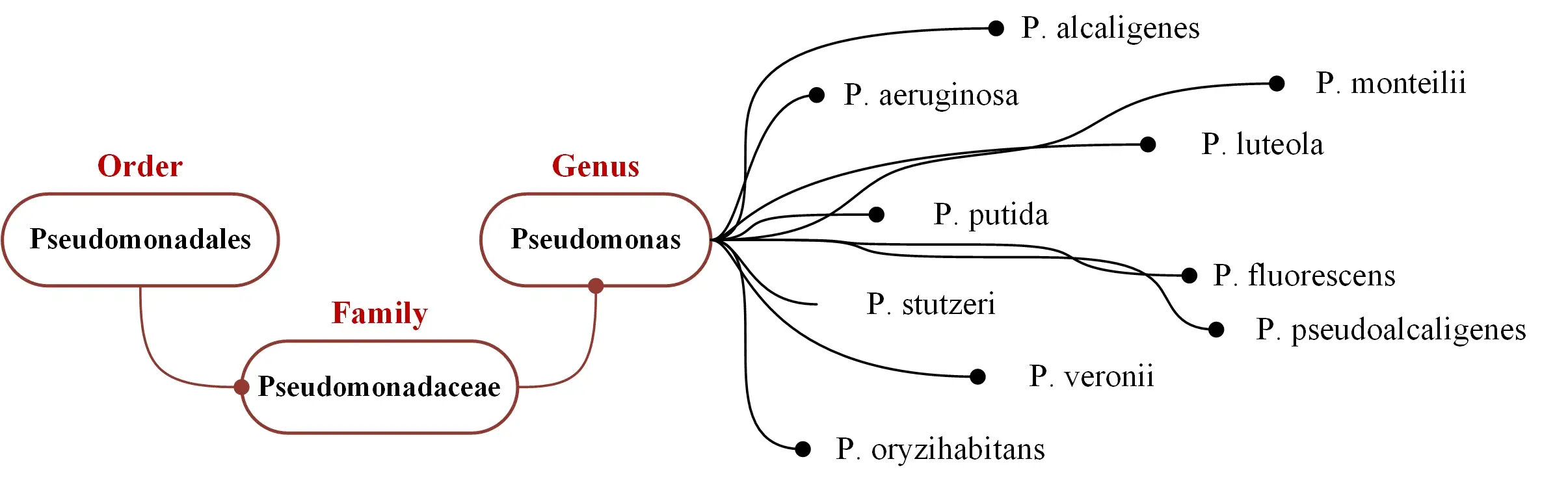 pseudomonas-Taxonomie